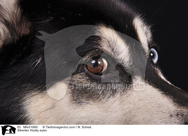 Siberian Husky eyes / NN-01680