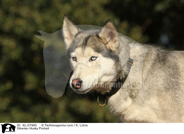 Siberian Husky Portrait / KL-07960
