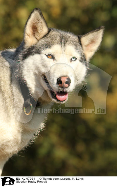 Siberian Husky Portrait / KL-07961
