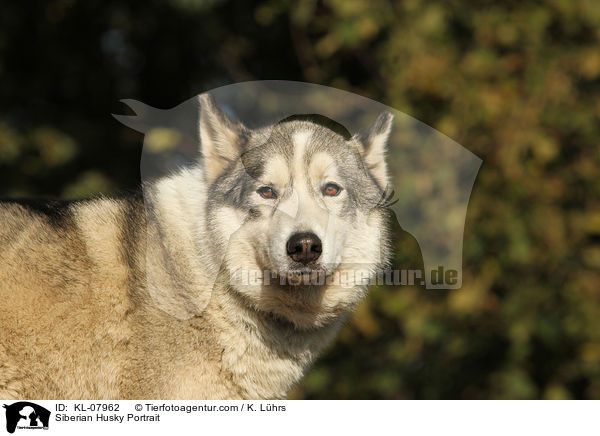 Siberian Husky Portrait / KL-07962