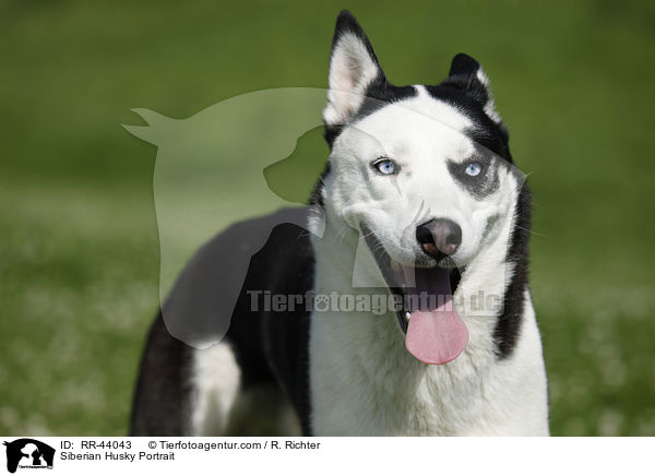 Siberian Husky Portrait / RR-44043