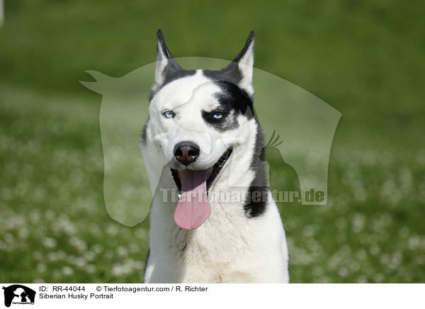 Siberian Husky Portrait / RR-44044