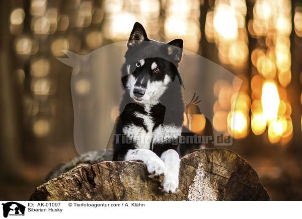 Siberian Husky / AK-01097