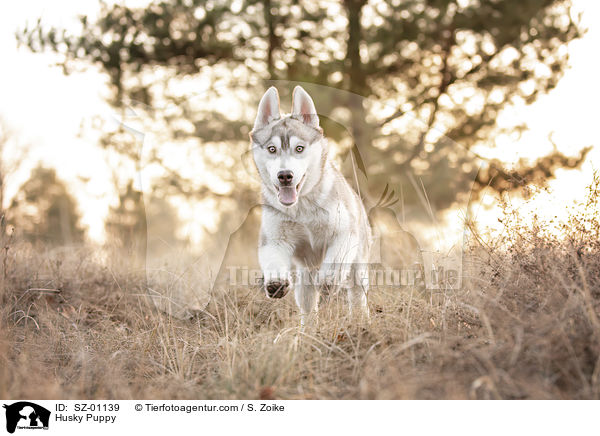 Husky Puppy / SZ-01139