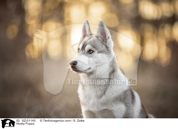 Husky Puppy / SZ-01140
