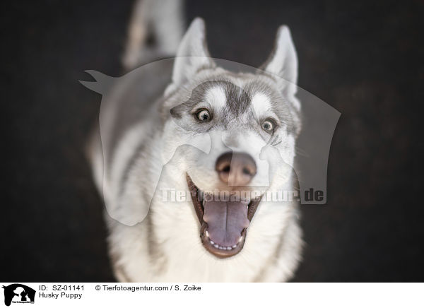 Husky Puppy / SZ-01141