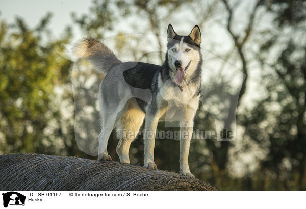 Husky / SB-01167