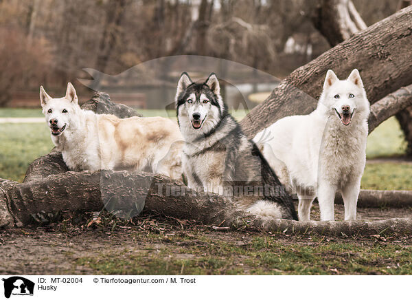 Husky / MT-02004