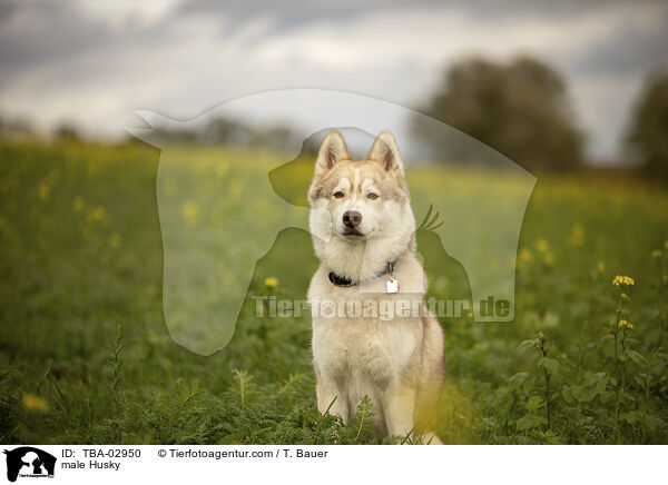 Husky Rde / male Husky / TBA-02950