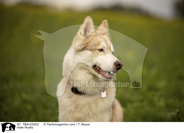 Husky Rde / male Husky / TBA-02952