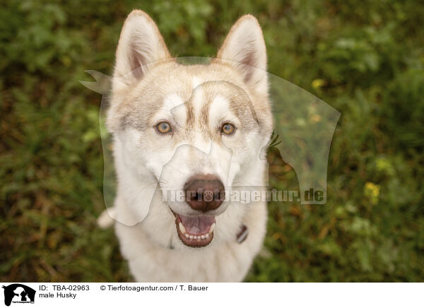 male Husky / TBA-02963