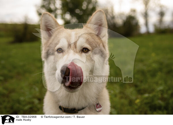 male Husky / TBA-02968