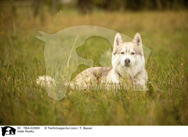 male Husky / TBA-02969