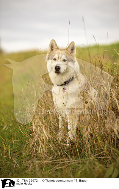 male Husky / TBA-02972