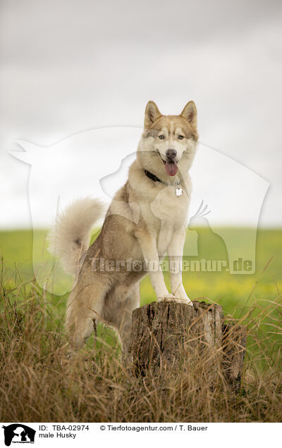 male Husky / TBA-02974