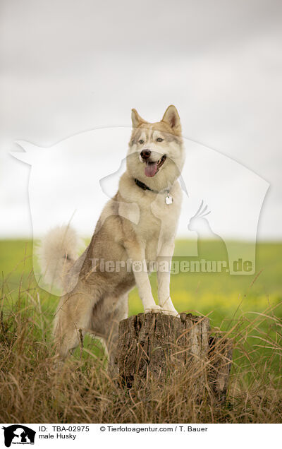 male Husky / TBA-02975