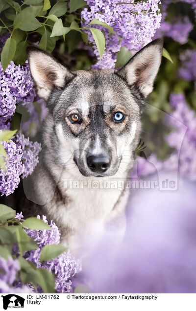 Husky / LM-01762