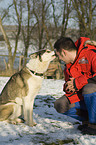 man with huskies