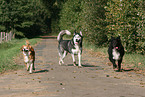 Siberian Husky and mongrels