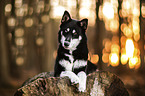 Siberian Husky