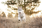 Husky Puppy