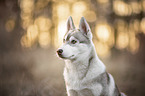 Husky Puppy