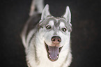 Husky Puppy