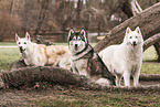 Husky