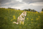 male Husky