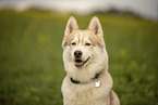 male Husky