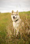 male Husky
