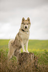 male Husky