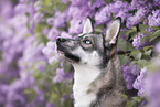 Husky