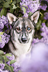 Husky