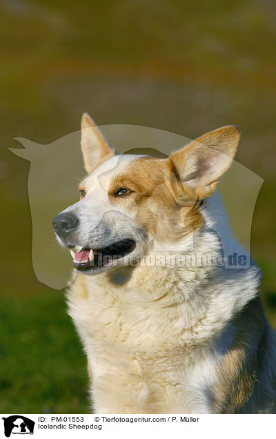 Islandhund / Icelandic Sheepdog / PM-01553