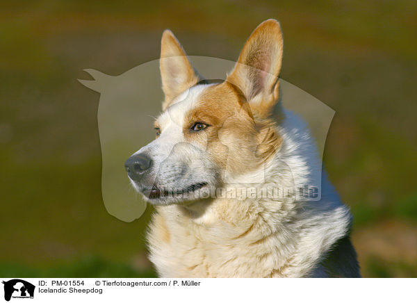 Islandhund / Icelandic Sheepdog / PM-01554
