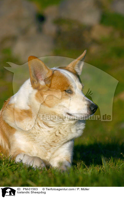 Islandhund / Icelandic Sheepdog / PM-01563