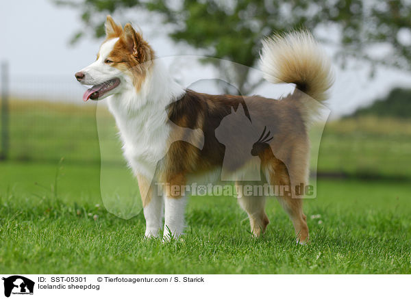 Islandhund / Icelandic sheepdog / SST-05301