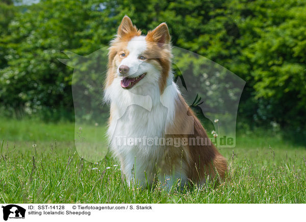 sitzender Islandhund / sitting Icelandic Sheepdog / SST-14128