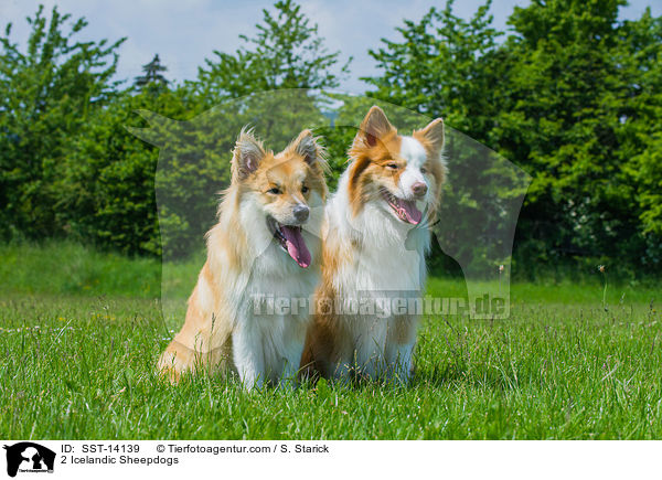 2 Islandhunde / 2 Icelandic Sheepdogs / SST-14139