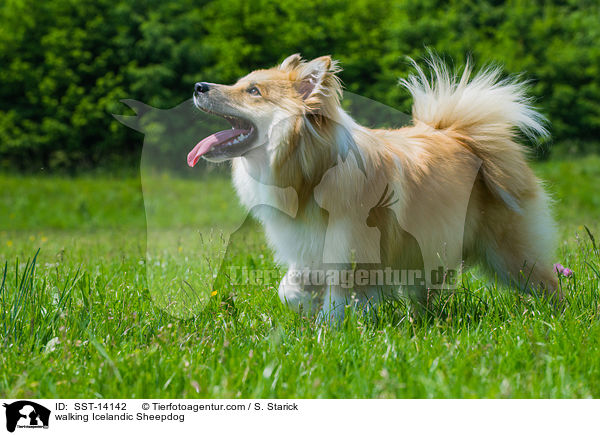 laufender Islandhund / walking Icelandic Sheepdog / SST-14142