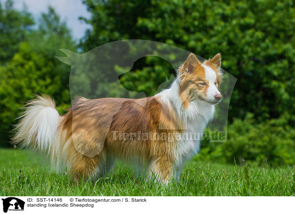 stehender Islandhund / standing Icelandic Sheepdog / SST-14146