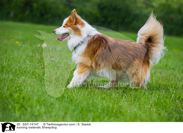 rennender Islandhund / running Icelandic Sheepdog / SST-14147