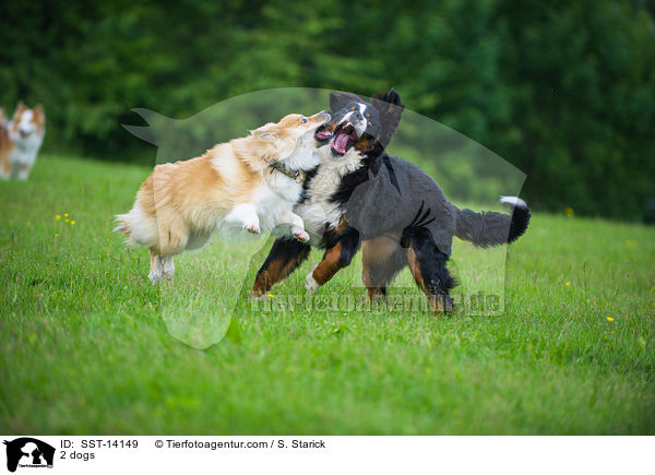 2 Hunde / 2 dogs / SST-14149