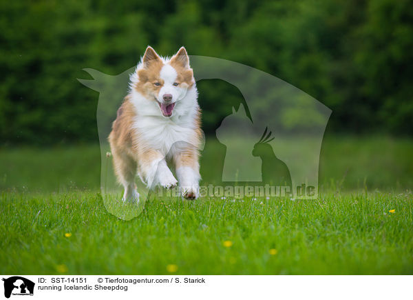 rennender Islandhund / running Icelandic Sheepdog / SST-14151