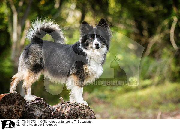 stehender Islandhund / standing Icelandic Sheepdog / TS-01073