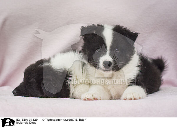 Islandhunde / Icelandic Dogs / SBA-01129