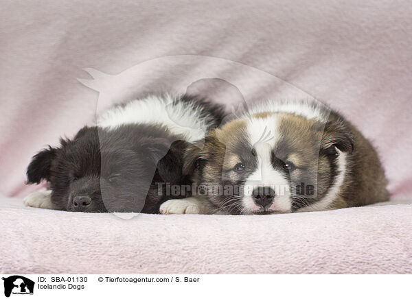 Islandhunde / Icelandic Dogs / SBA-01130