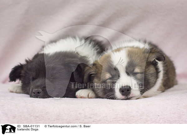 Islandhunde / Icelandic Dogs / SBA-01131