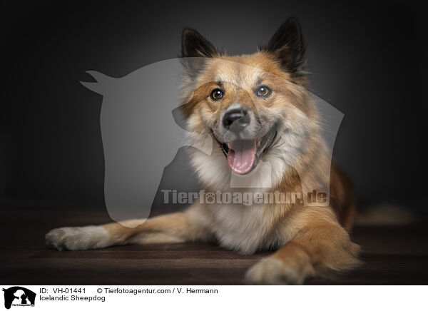 Islandhund / Icelandic Sheepdog / VH-01441